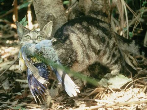 Feral cats feast on Australian reptiles - Predator Free NZ Trust