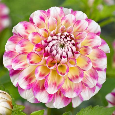 Dahlia Bulbs For Sale - Easy To Grow Bulbs