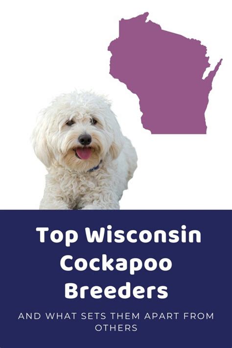 Cockapoo Size Chart for Maxi, Miniature, Toy, and Teacup Cockapoos