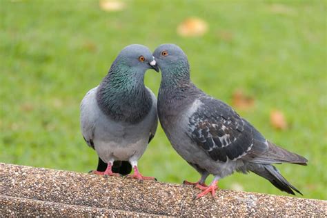 What Does It Mean When You See Two Grey Doves? (10 Spiritual Meanings)