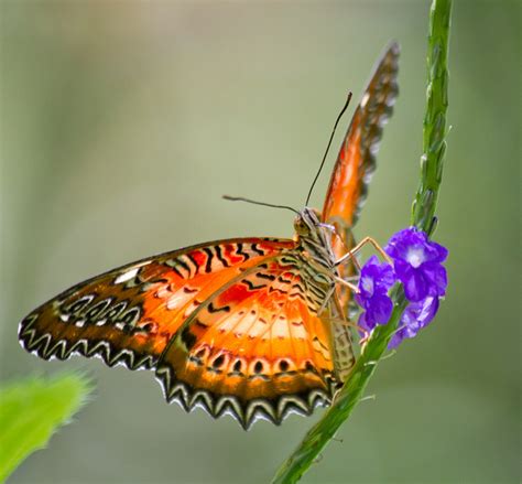 6 red lacewing butterfly photos : Biological Science Picture Directory ...