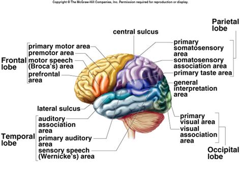 Frontal Lobe Definition Psychology - DEFINITION GHW