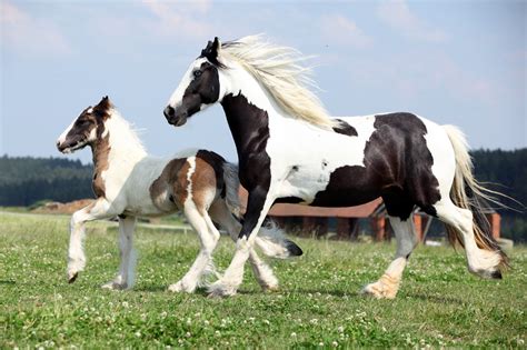 Gypsy Vanner Breed Guide: Characteristics, Health & Nutrition | Mad Barn