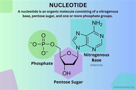 Nucleotide Definition, Structure, and Function