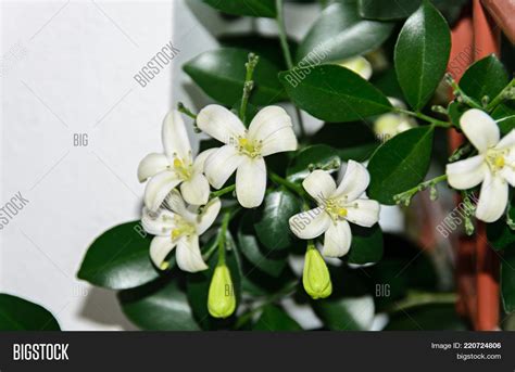 White Flowers Murraya Image & Photo (Free Trial) | Bigstock