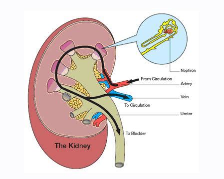 Kidney cyst symptoms blood pressure, natural insomnia cures, anxiety ...