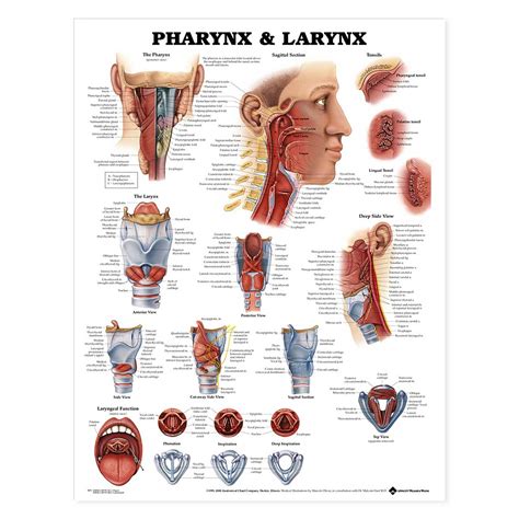 Pharynx and Larynx Anatomical Chart 20'' x 26''