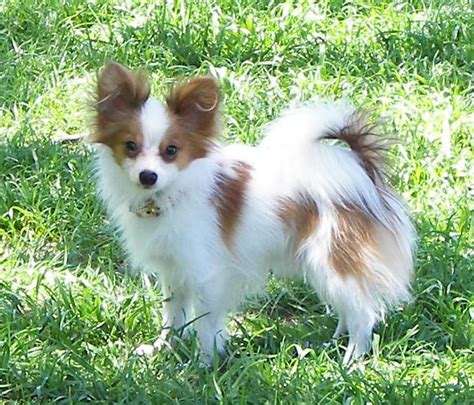 Papillon Dog Breed - Pictures, Information, Temperament ...