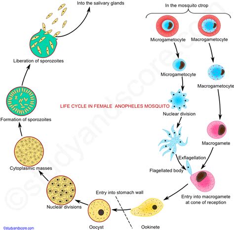 Simple Malaria Life Cycle Diagram