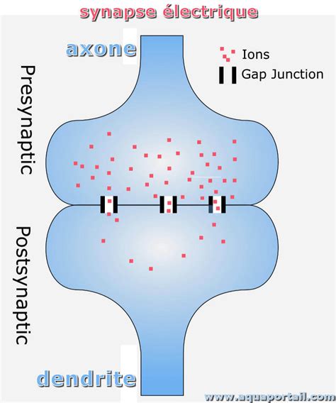 Synapse électrique : définition et explications