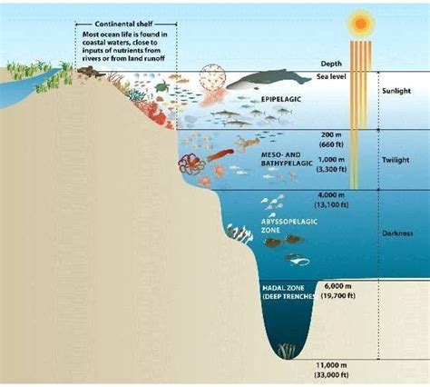 5 Mysterious Things About The Mariana Trench. – CandlePozt in 2020 ...