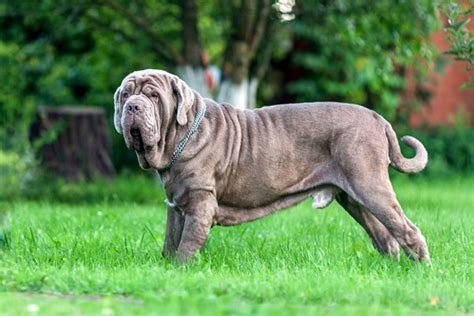 Neapolitan Mastiff | Bil-Jac