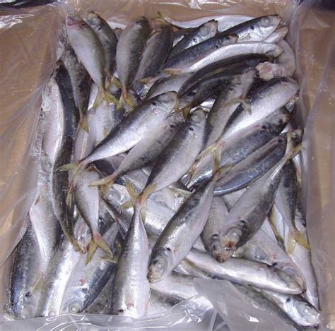 Frozen Fish(Frozen Round Scad),China Foundation price supplier - 21food