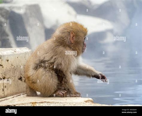 Baby Japanese macaque sitting on a rock by the hot spring Stock Photo ...