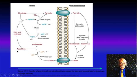 Fatty Acid Desaturation in Human Health and Disease Vol. I Dr. Guerra ...