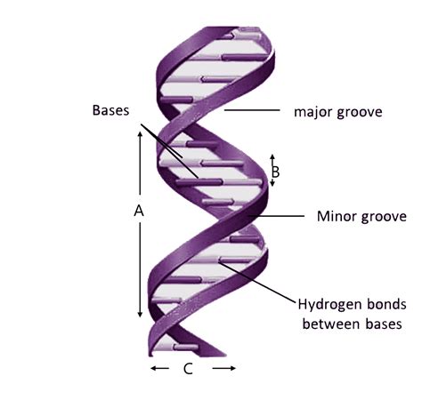 Dna Double Helix Structure Diagram