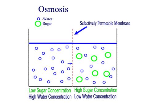 11 Examples Of Osmosis In Real Life – StudiousGuy