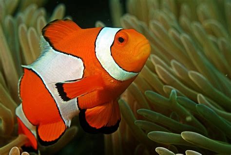 How To Take Care Of Clownfish In Aquarium? (2023 Sheet)