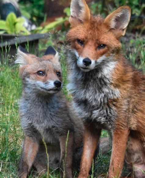 A vixen and her cubs - gallery - Chiswick Calendar Features