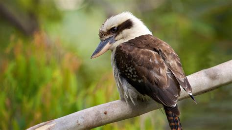 Productos de venta caliente KOOKABURRA: D Precio del fabricante Compra ...