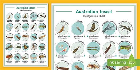 Identify Bugs By Pictures Activity - Science (teacher made)