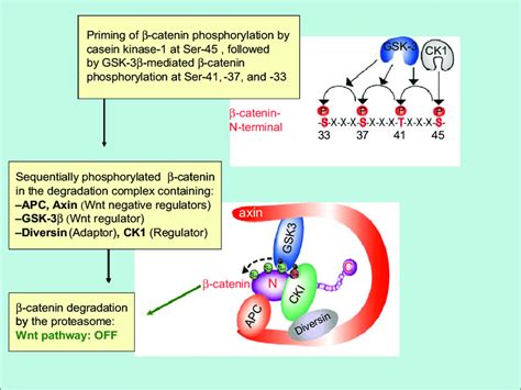 The APC gene product is a critical component of the APC/b-catenin ...