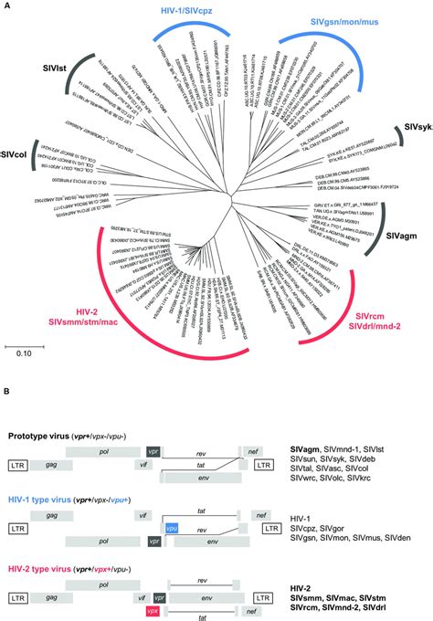 Evolutionary relationship and genome structure of various HIV/SIVs. (A ...