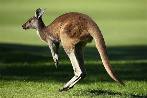 See Rare White Kangaroo Born at Animal Adventure Park [VIDEO]