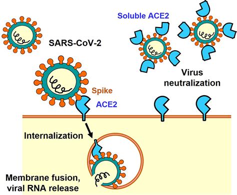 Frontiers | Angiotensin-Converting Enzyme 2 (ACE2) in the Pathogenesis ...