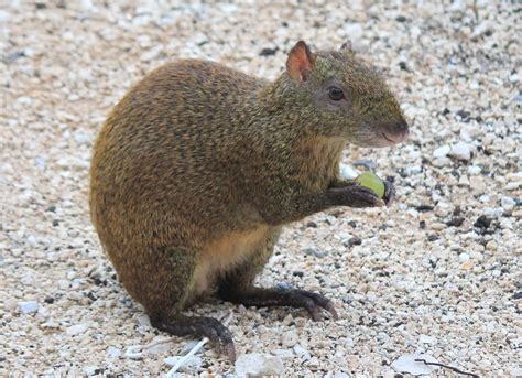 TRAVEL | Wildlife Spotted at The TRS Yucatan, Maya Riviera, Mexico