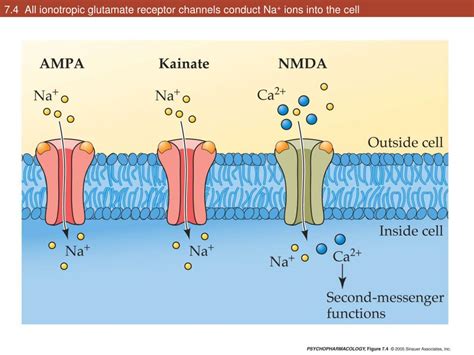 PPT - Chapters 6 & 7: Serotonin, Glutamate, GABA PowerPoint ...