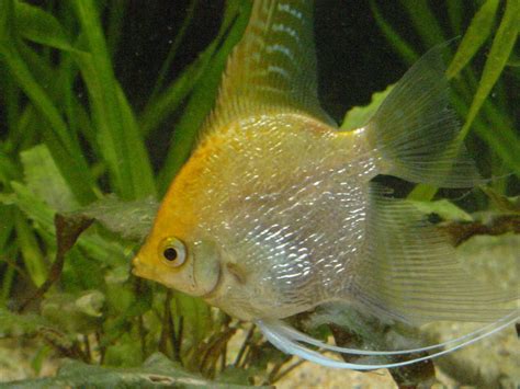 Freshwater Angelfish Care, Tank Mates, and FAQ | PetHelpful