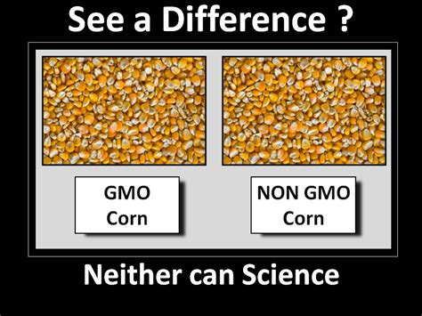 See a Difference? GMO Corn vs NON GMO Corn Neither can Science | Witty ...