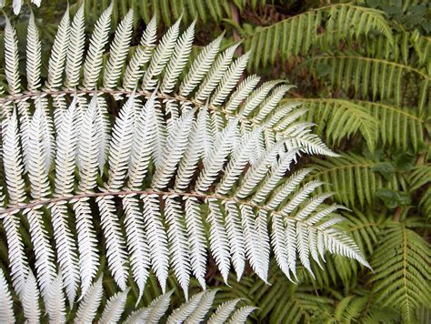 a close up of a fern leaf on a plant with other plants in the background