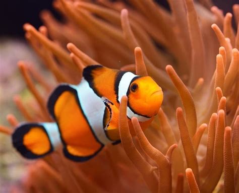 Clownfish Eggs Day 1