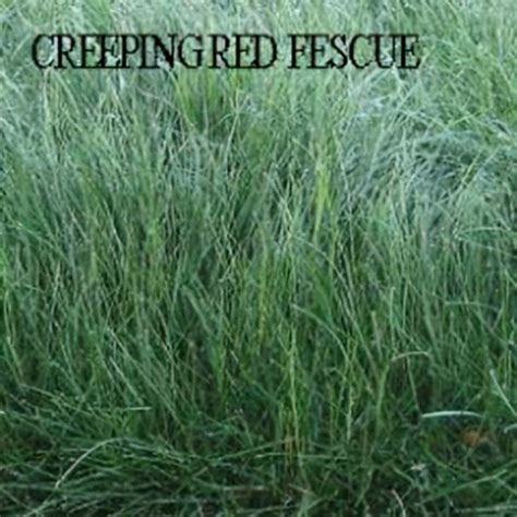 Creeping Red Fescue Grass Seeds - Silt Management Supplies, LLC.