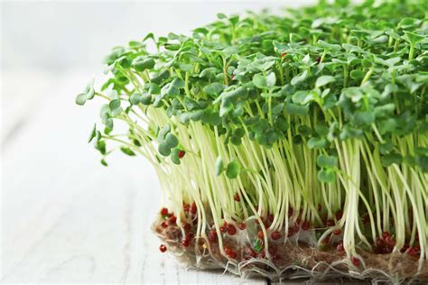 7 Reasons Why Broccoli Sprouts are Good for Your Skin - Blend of Bites