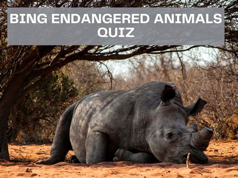 Bing Endangered Animals Quiz - Test Your Knowledge on Bing Quiz