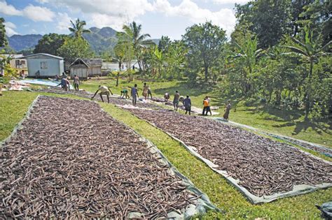 Why are vanilla growers in Madagascar struggling to survive?