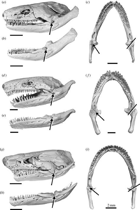 Anatomy of the mandibular joint in three species of caecilians: (a-c ...