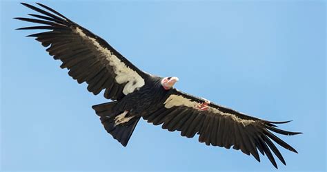 The Average Lifespan of California Condors: Facts And Figures