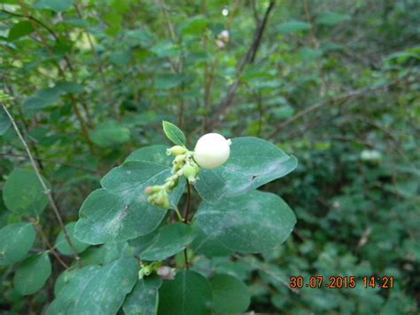 Symphoricarpos – eFlora of India