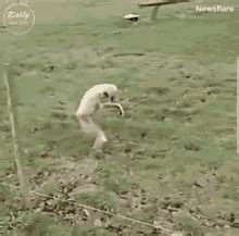 Me Running GIF - Me Running Monkey - Discover & Share GIFs