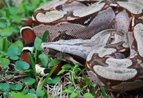 The Ultimate Boa Constrictor Care Guide | ReptiFiles