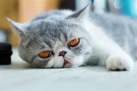 Exotic Shorthair Personality and Health | ASPCA Pet Health Insurance