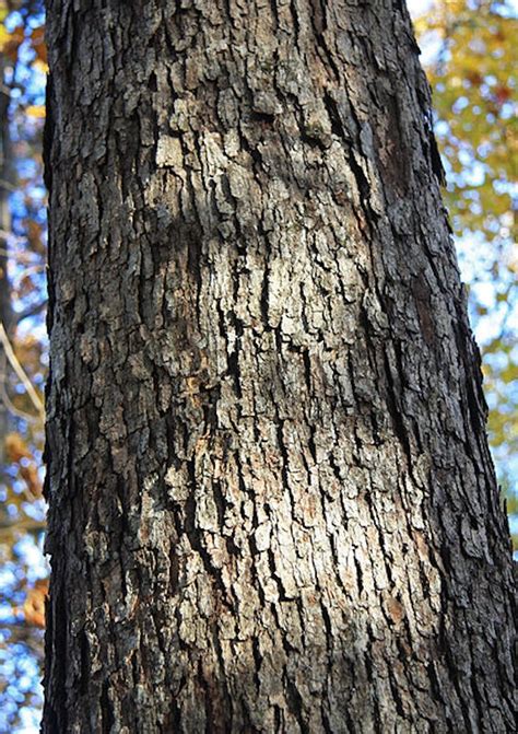 How To Identify Different Types Of Oak Trees