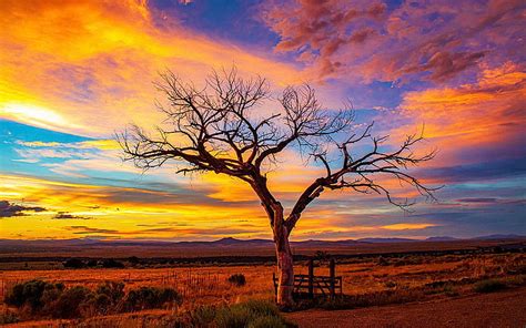 Golden Sunset, landscape, clouds, colors, sky, tree HD wallpaper | Pxfuel