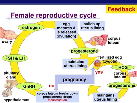 PPT - Endocrine System Hormones & Reproduction PowerPoint Presentation ...