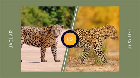 Jaguar vs Leopard - Top 15 Differences: Spots, Speed & More