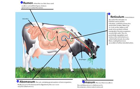 Ruminant Digestive System In Order